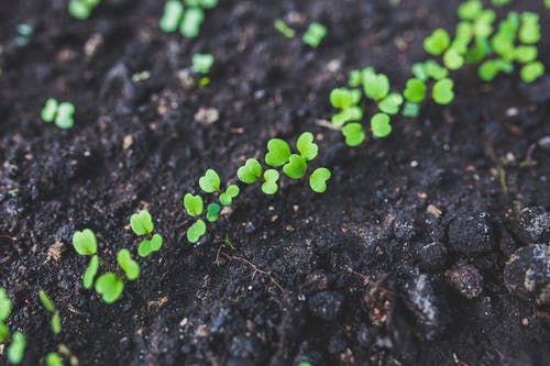 rucola-salad-plant-leaf.jpg